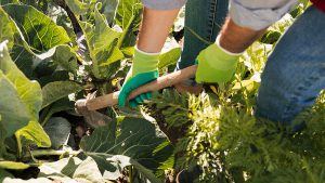 Gardening